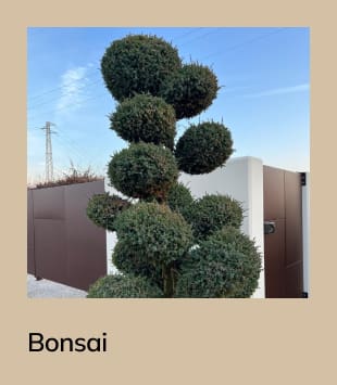 bonsai