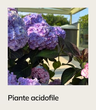 piante-acidofile