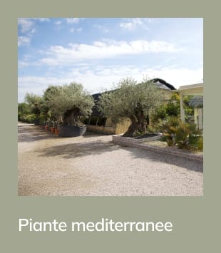 piante-mediterranee