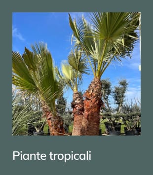 piante-tropicali